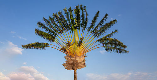 Low angle view of palm tree against sky