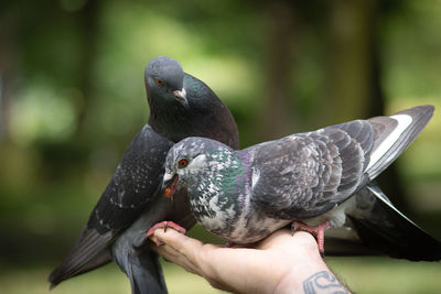 Pigeons eating nuts from hand