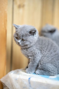 There is a lovely english shorthair blue cat in the room