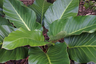 Close-up of leaves