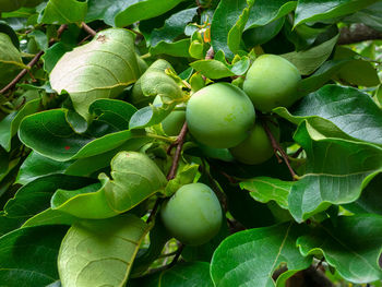 Close-up of fruits growing on tree