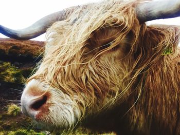 Close-up of highland cattle on field