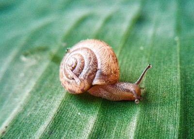 Close-up of snail