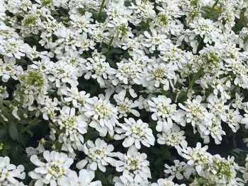 Close-up of white flowers