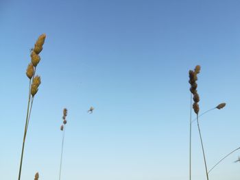 Low angle view of a plant against clear blue sky