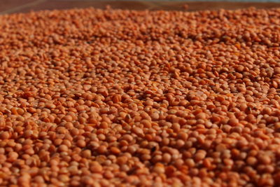 Red lentils / red dal or maisoor dal in the ground with black background