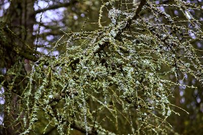 Close-up of wet leaves on tree during winter