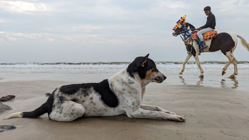 domestic animals