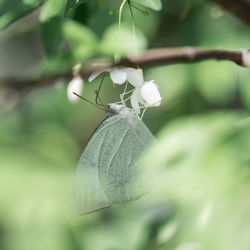 Close-up of butterfly on plant