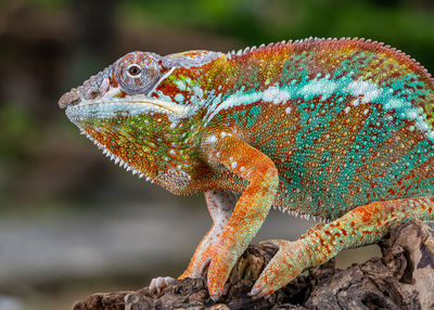 Close-up of lizard