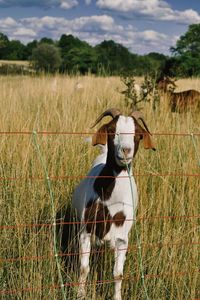 View of goat on field