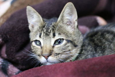 Close-up portrait of a cat