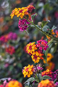 Close-up of red flowering plant