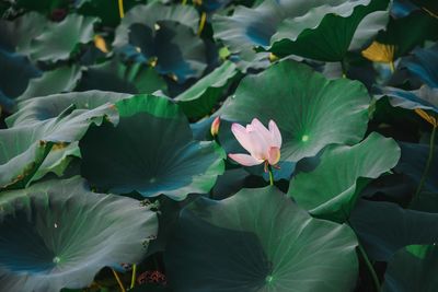 Close-up of lotus water lily