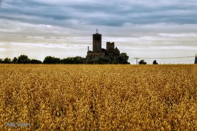 Scenic view of agricultural field against sky