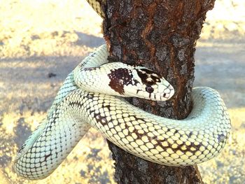 Close-up of lizard on tree trunk