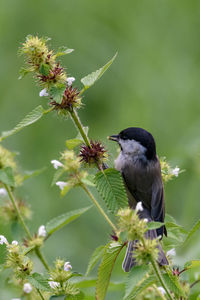 Close-up of bird perching on tree