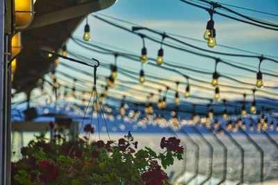 Close-up of plants against the sky