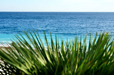 Close-up of plants growing in sea