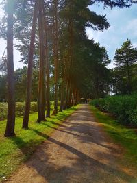 Road amidst trees in forest