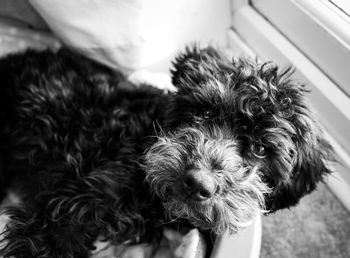 Portrait of hairy dog at home