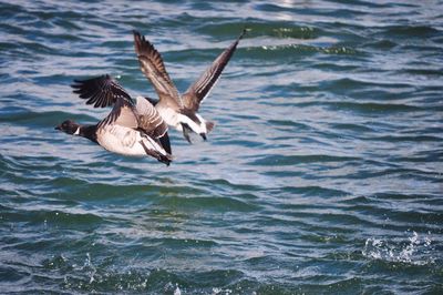 Seagulls flying over sea