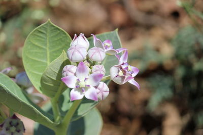 Close-up of pink flowering plant