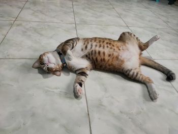 High angle view of cat sleeping on floor