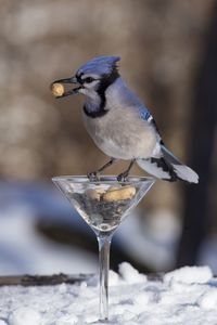 Blue jay bond here with my martini glass