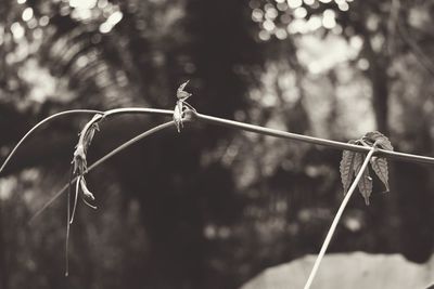 Close-up of bird perching on a plant