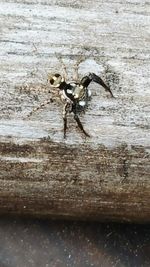 Close-up of lizard on wood at beach