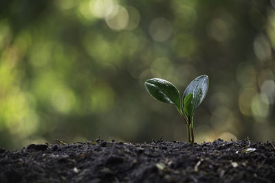 Close-up of plant growing on field