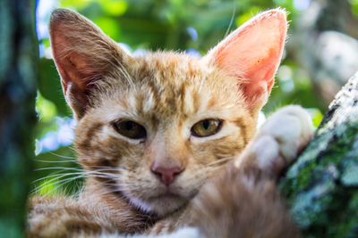 Close-up portrait of ginger cat
