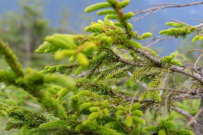 Close-up of pine tree branch