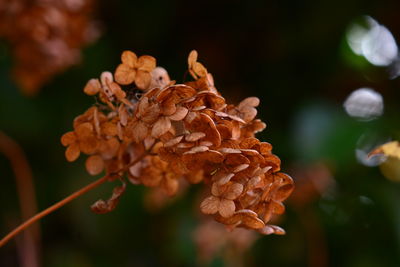 Close-up of wilted flower on plant