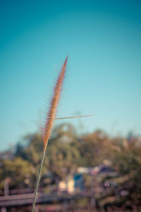 Close-up of plant against blue sky