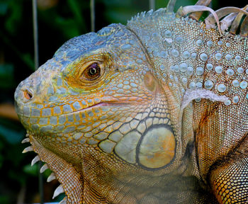 Headshot of iguana