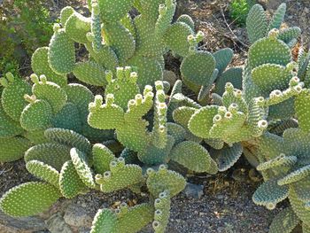 Close-up of succulent plant