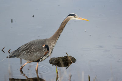 Side view of gray heron in lake