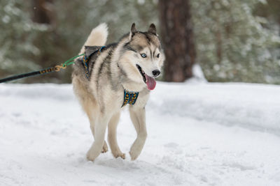 View of a dog on snow