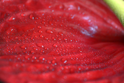 Full frame shot of wet red flower