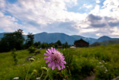 Close-up of purple flowering plant on field against sky