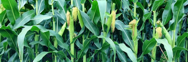 Close-up of plants growing on field