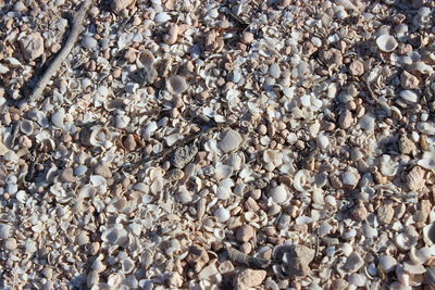 High angle view of shells on beach