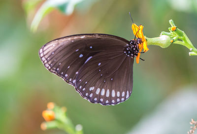 Close-up of butterfly pollinating on flower