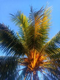 Low angle view of palm tree against sky