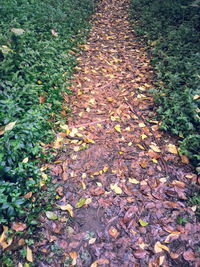 Leaves on ground