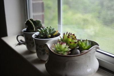 Close-up of potted plant on window sill