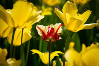 Close-up of yellow tulips