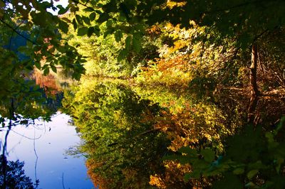 Reflection of trees on water